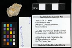 Foto (Objekt + Etiketten) von Goniodromitidae indet. 